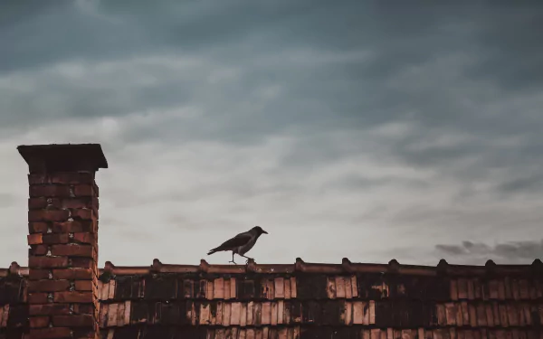 Magpie perched on a weathered rooftop against a moody sky — 4K Ultra HD PC desktop wallpaper background; bird, animal.