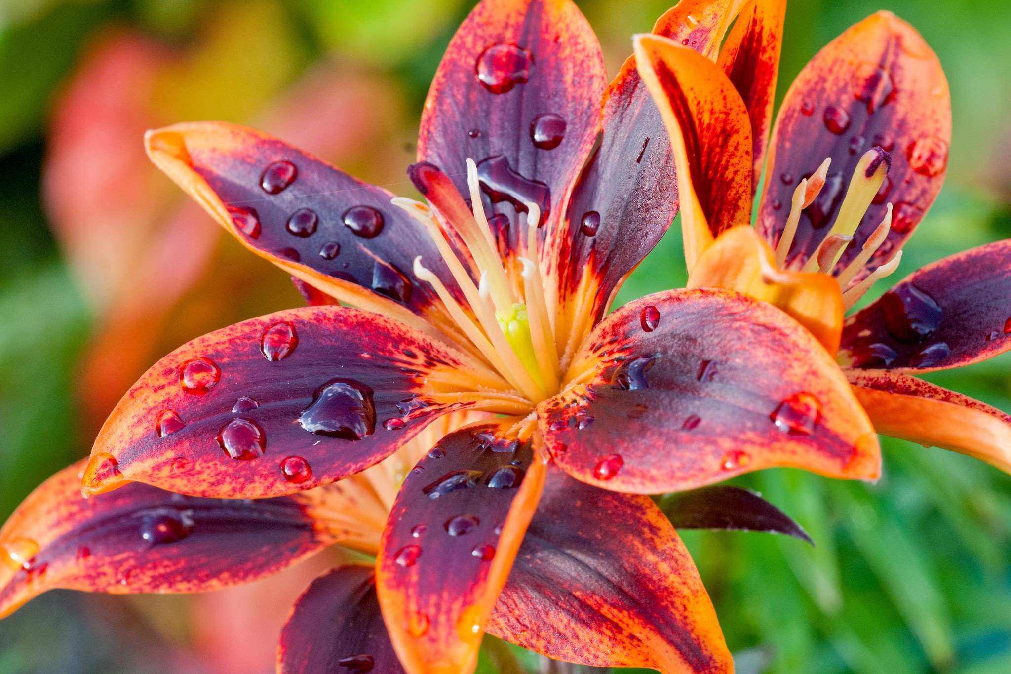 Earth Lily HD Wallpaper | Background Image