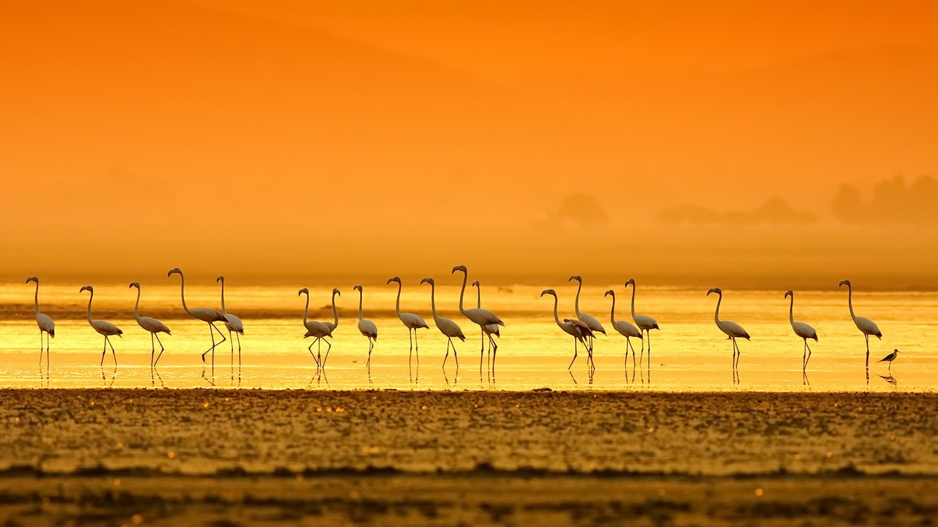 Flamingo Full HD Wallpaper And Background 1920x1080 ID732484
