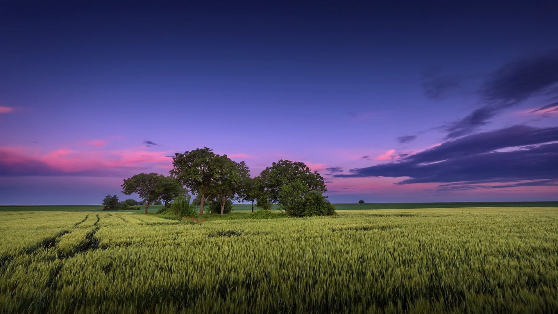 Download Sky Summer Horizon Tree Nature Field HD Wallpaper