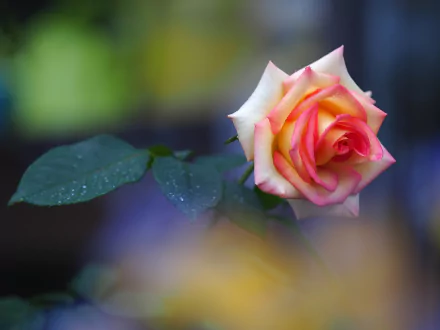 A vibrant pink rose with delicate petals and green leaves, captured in sharp detail against a softly blurred natural background, suitable as an HD PC desktop wallpaper.