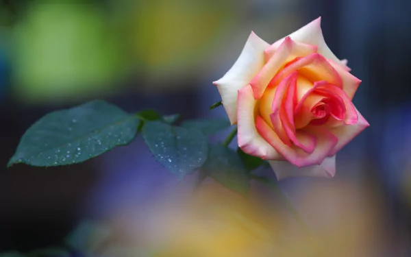 A close-up of a pink rose, showcasing delicate petals in shades of pink and cream against lush, green leaves, perfect for a nature-inspired desktop wallpaper.