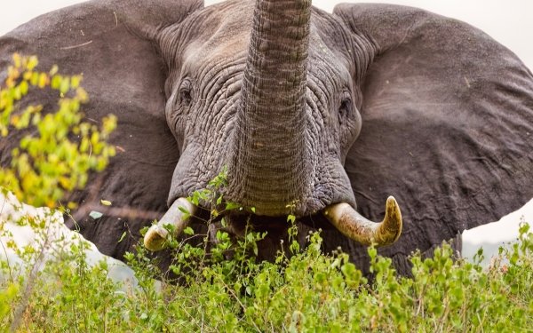 Animal African bush elephant Elephants Close-Up HD Wallpaper | Background Image