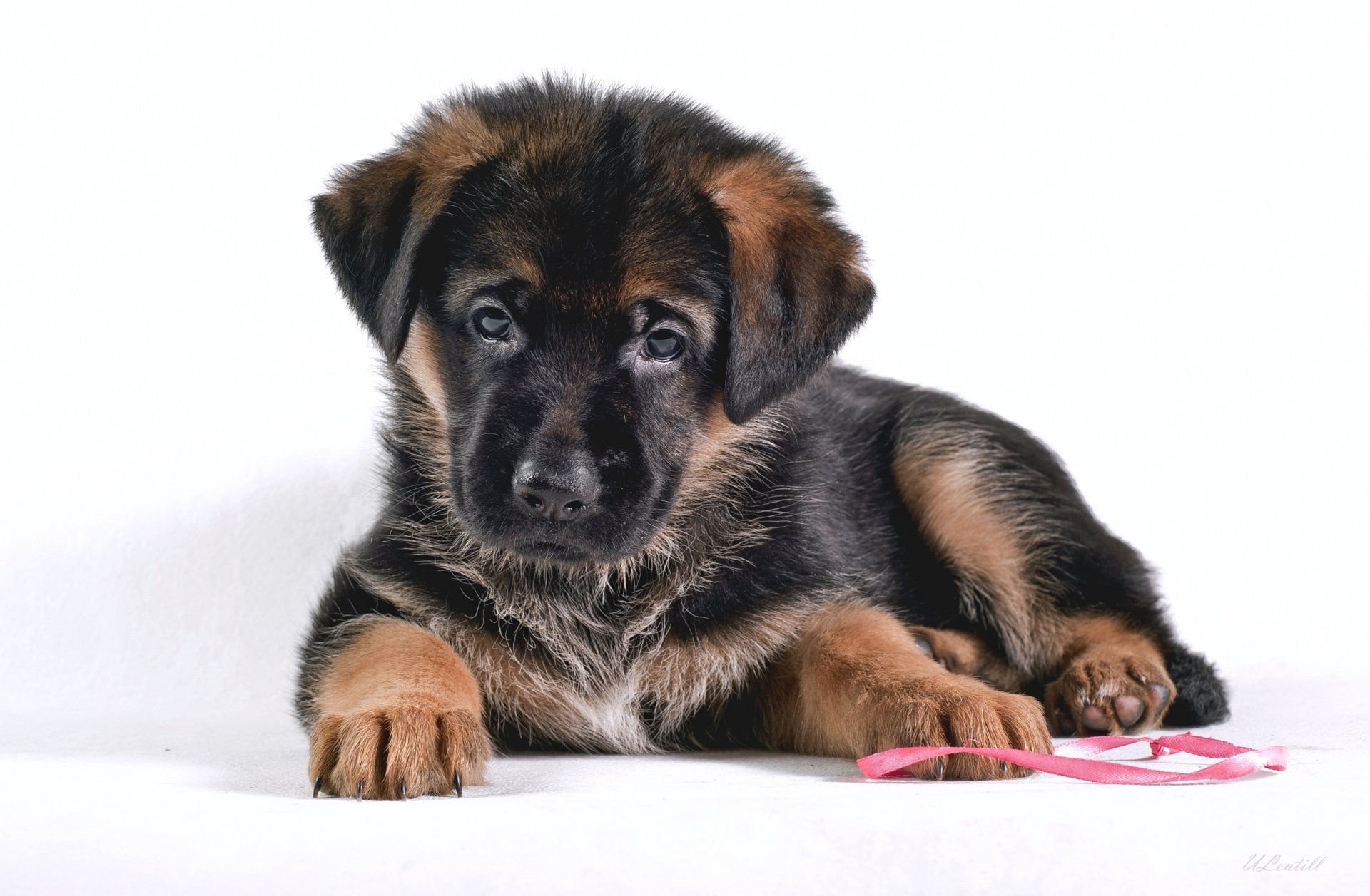A cute German Shepherd puppy rests on a white backdrop, showcasing its fluffy fur and expressive eyes. This HD image makes a charming desktop wallpaper.