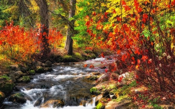 Earth Stream Forest Fall Nature HD Wallpaper | Background Image