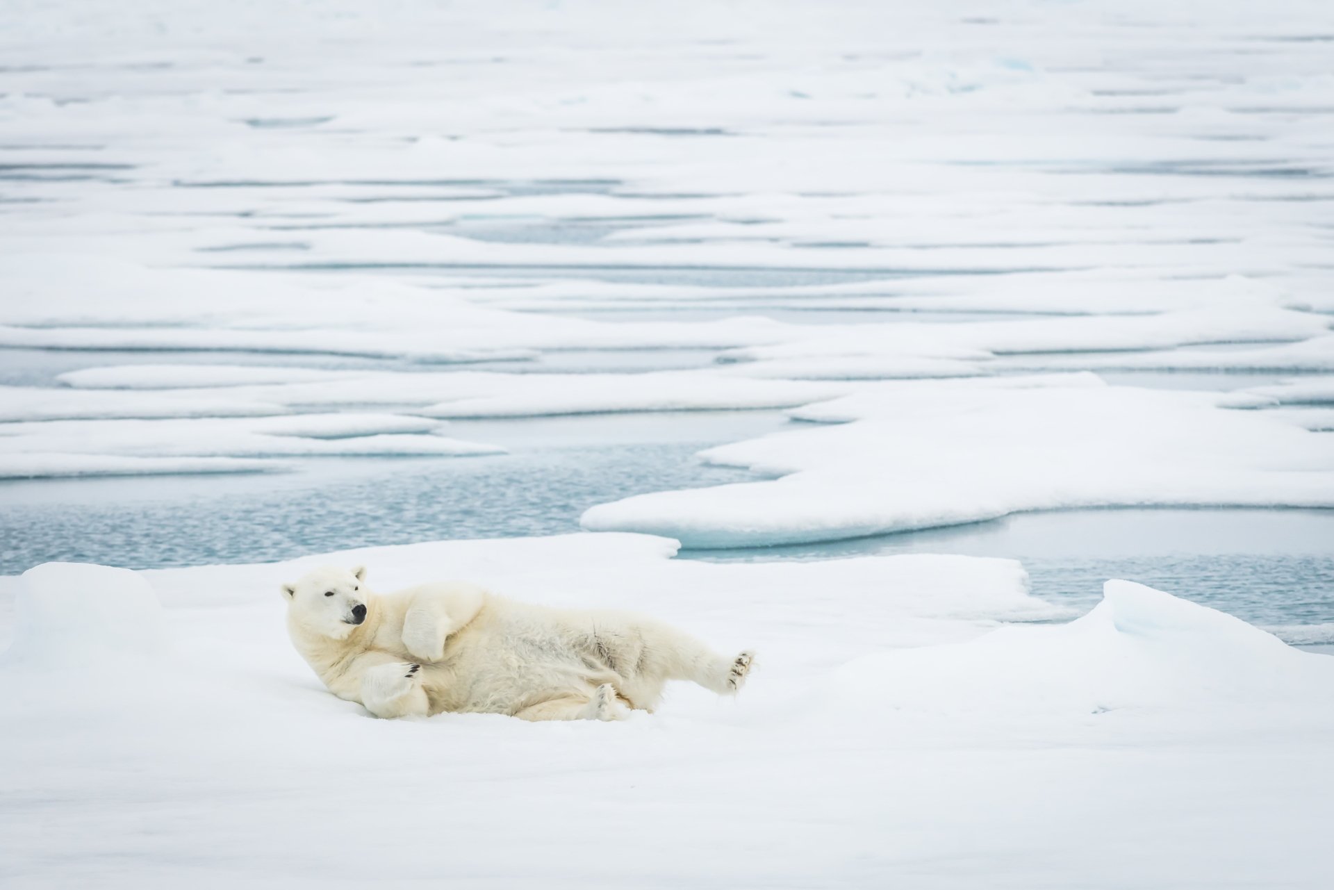 A polar bear lying on snow and ice in a serene Arctic landscape, captured in stunning 4K Ultra HD for a PC desktop wallpaper.