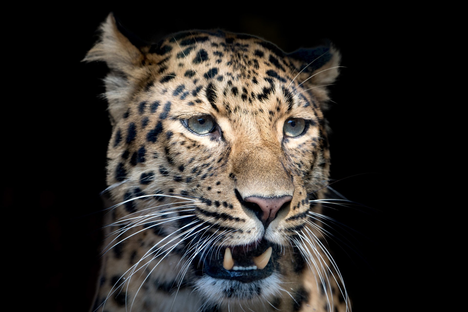 Close-up of a leopard's muzzle against a dark background, captured in HD detail for a PC desktop wallpaper.