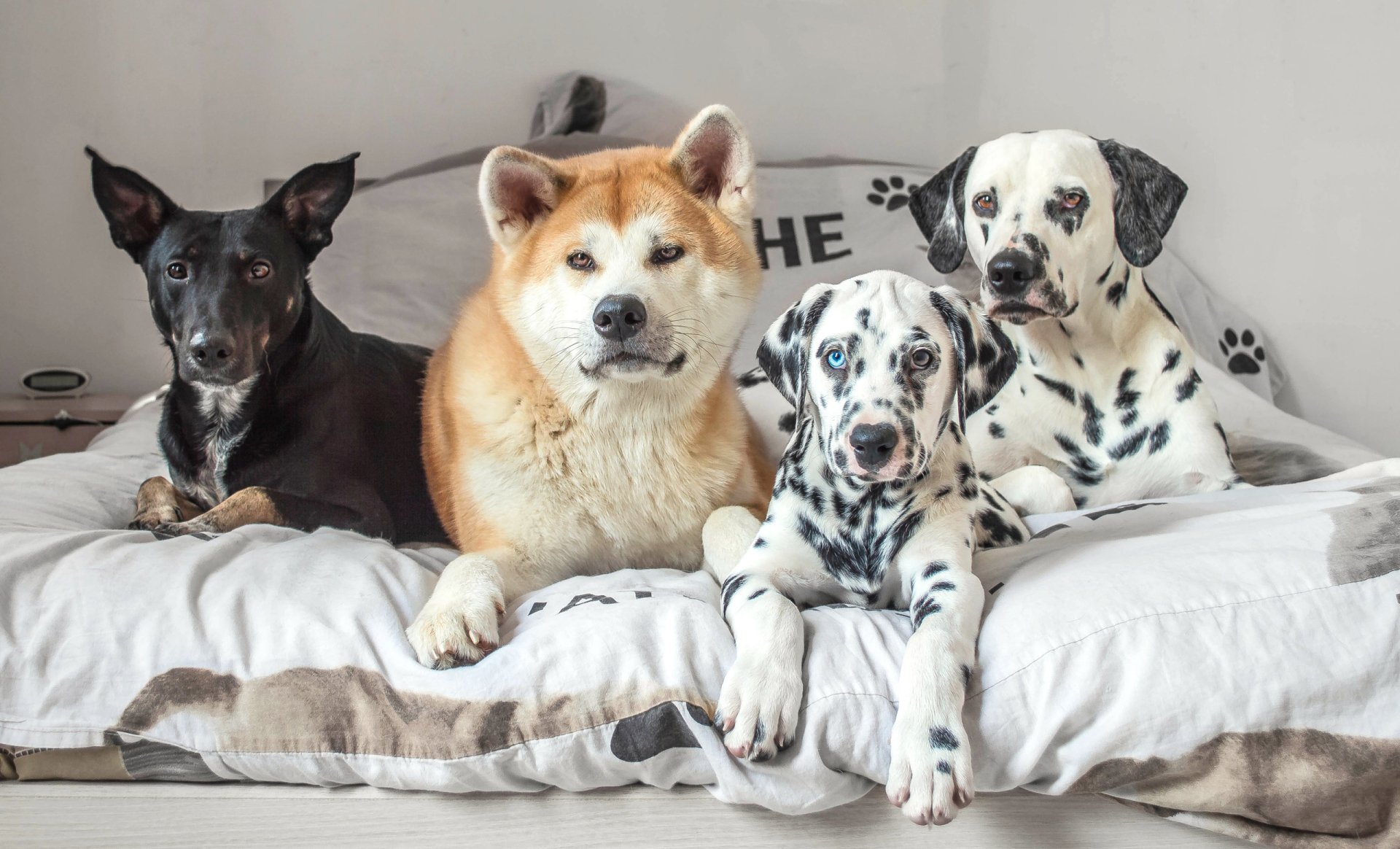 Four dogs: an Akita, two Dalmatians and a black mixed-breed lounge on a bed; Animal dog portrait as a 2K Quad HD PC desktop wallpaper background.