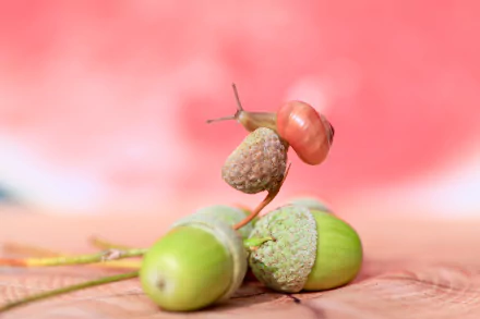 acorn Animal snail HD Desktop Wallpaper | Background Image