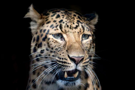 Close-up of a leopard's muzzle against a dark background, captured in HD detail for a PC desktop wallpaper.