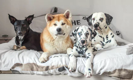 dalmatian akita Animal dog HD Desktop Wallpaper | Background Image