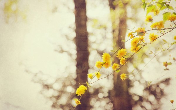 Earth Blossom Flowers Bokeh Nature Yellow Eyes Branch HD Wallpaper | Background Image
