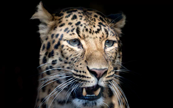 muzzle Animal leopard HD Desktop Wallpaper | Background Image