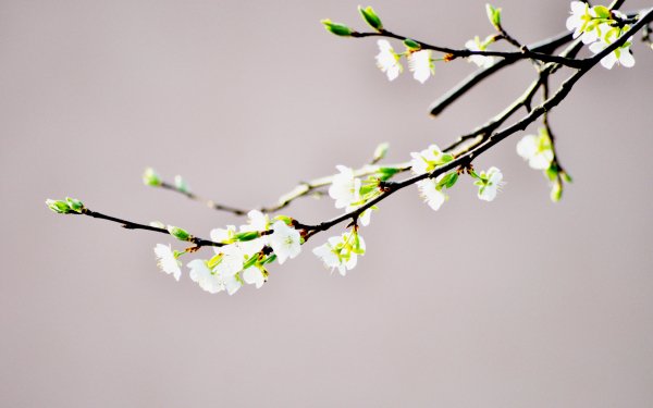 Earth Blossom Flowers White Flower Flower Spring Branch Nature HD Wallpaper | Background Image