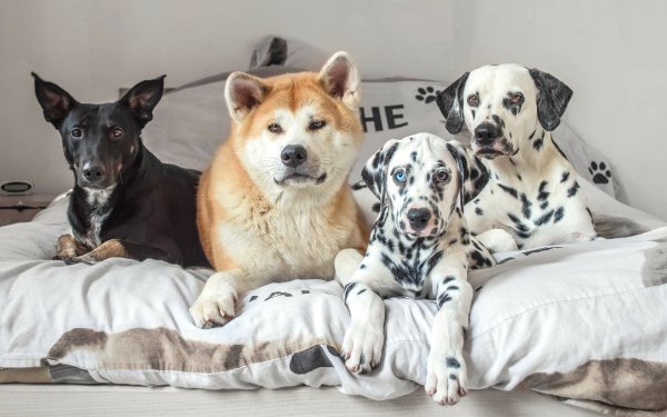 Animal Dog Dogs Akita Dalmatian HD Wallpaper | Background Image