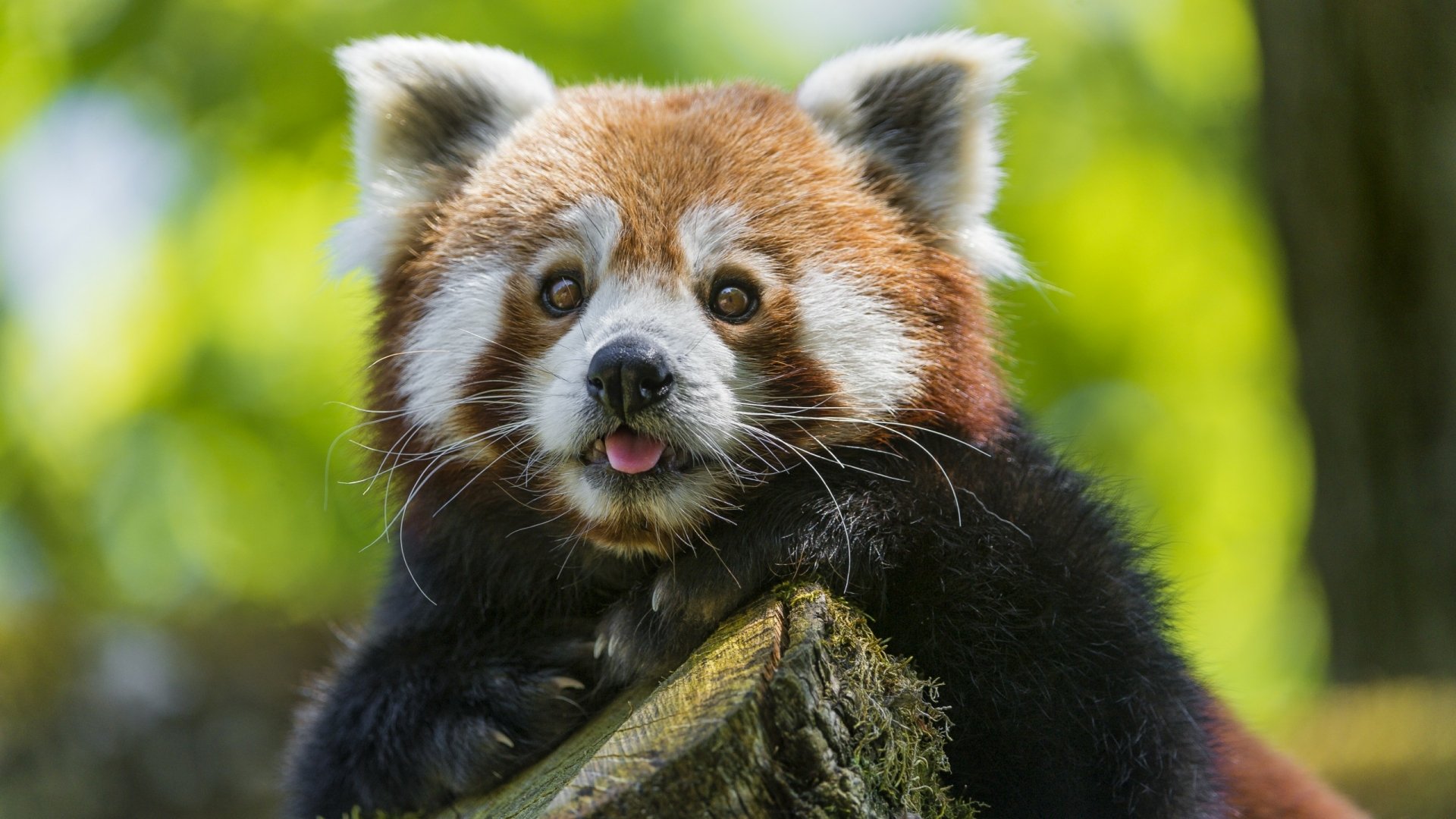 Cute red panda perched on a mossy log, tongue peeking out against vibrant green bokeh — 2K Quad HD PC desktop wallpaper/background.