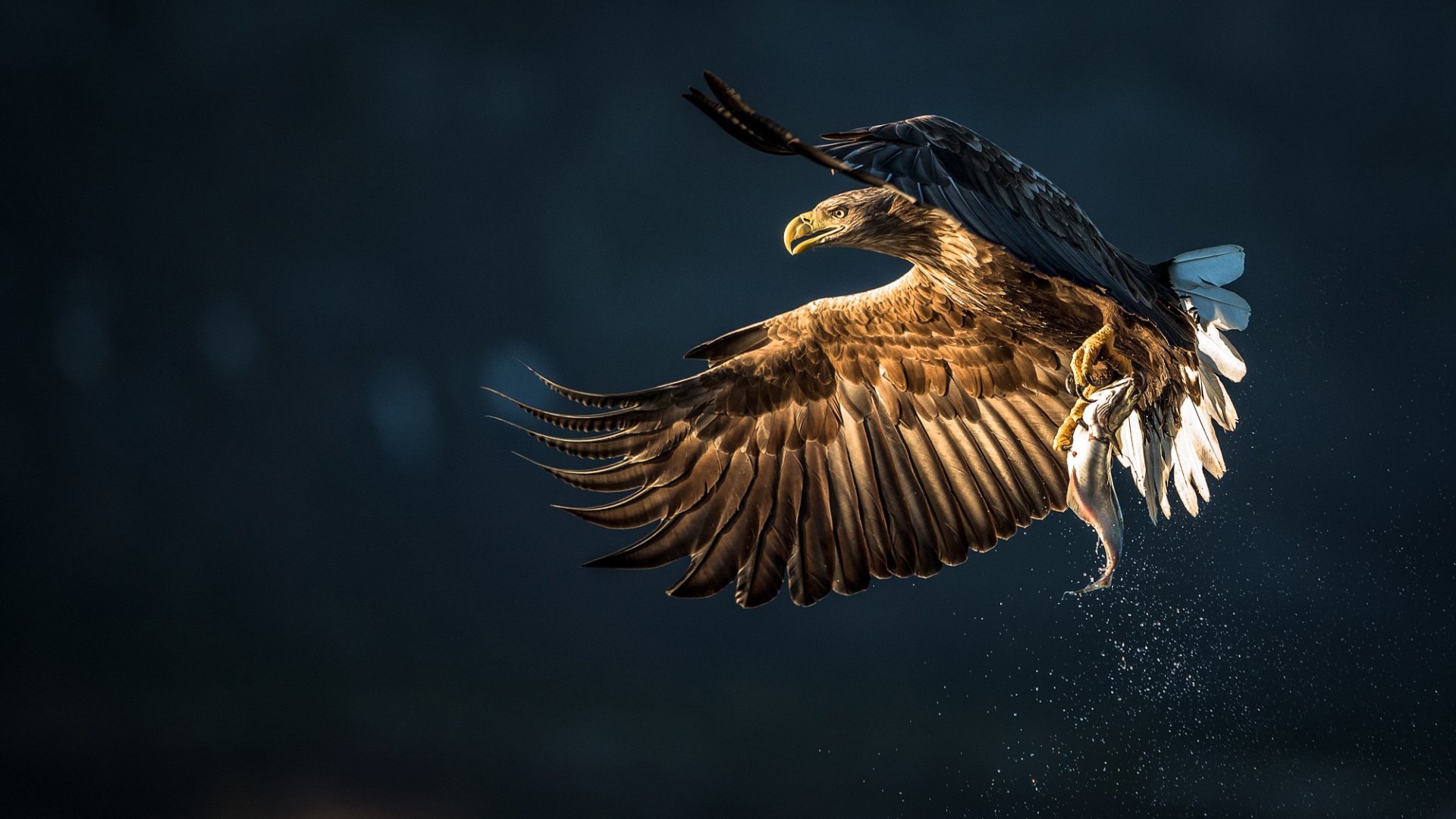 Download Bird Of Prey Flying Bird Animal Eagle HD Wallpaper