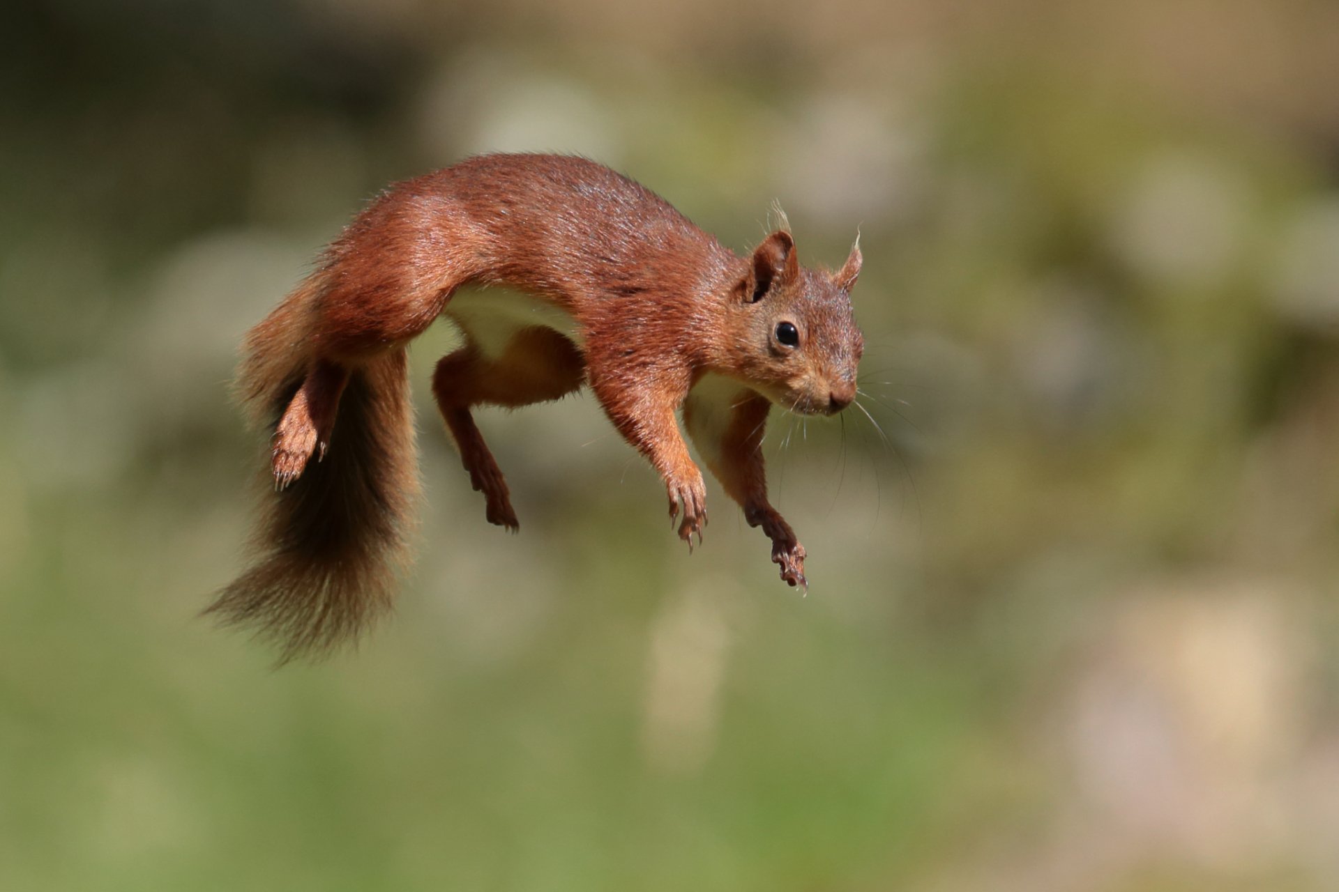 A vibrant HD PC desktop wallpaper featuring a squirrel mid-jump, showcasing the agility of this small rodent in a natural, blurred background.