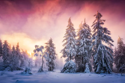 HD PC desktop wallpaper background: a snowy winter forest at sunset, tall snow-laden trees against a glowing pink-orange winter sunset sky.