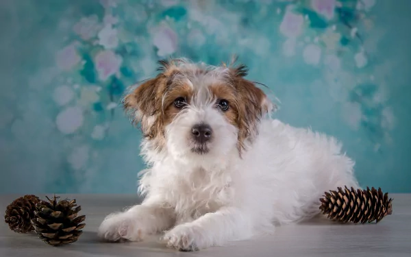 pine cone dog Animal terrier HD Desktop Wallpaper | Background Image