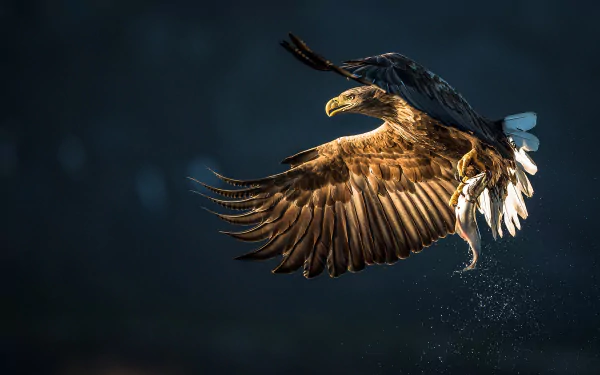  Eagle in Flight
