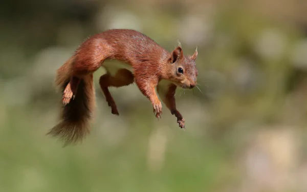 jump rodent Animal squirrel HD Desktop Wallpaper | Background Image