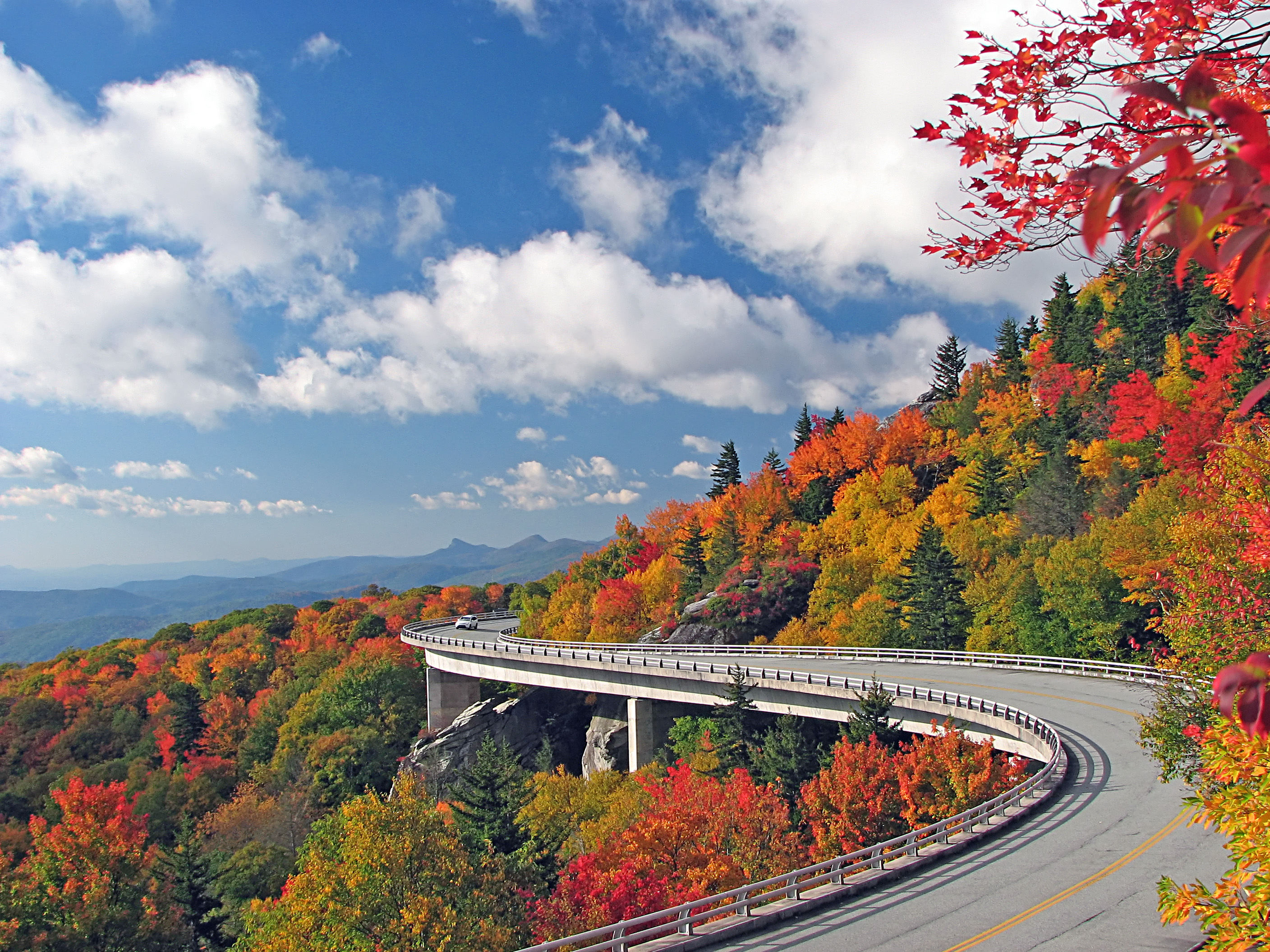 Download Forest Tree Fall Man Made Road HD Wallpaper