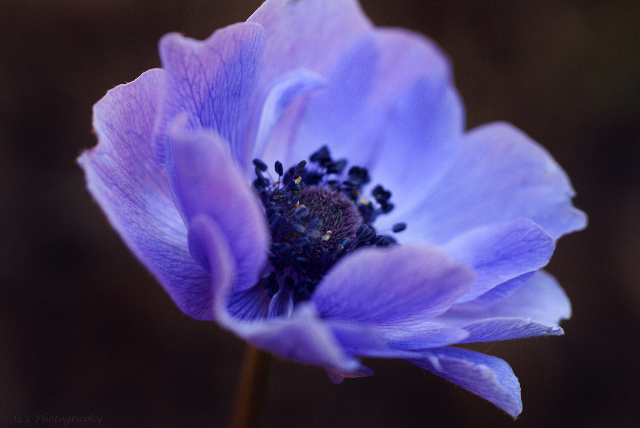 Earth Anemone HD Wallpaper | Background Image