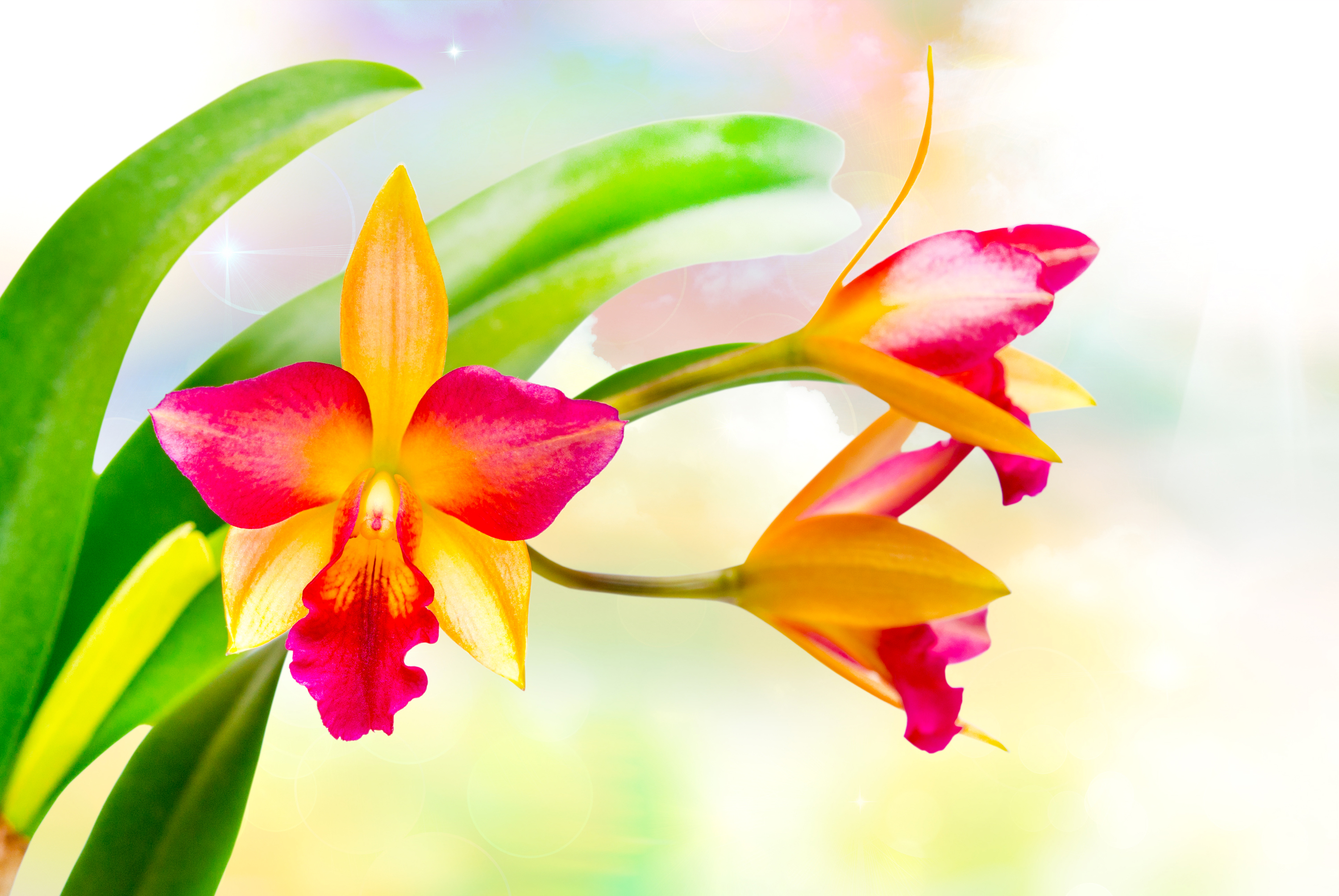 Orchid HD Wallpaper | Background Image | 3000x2008