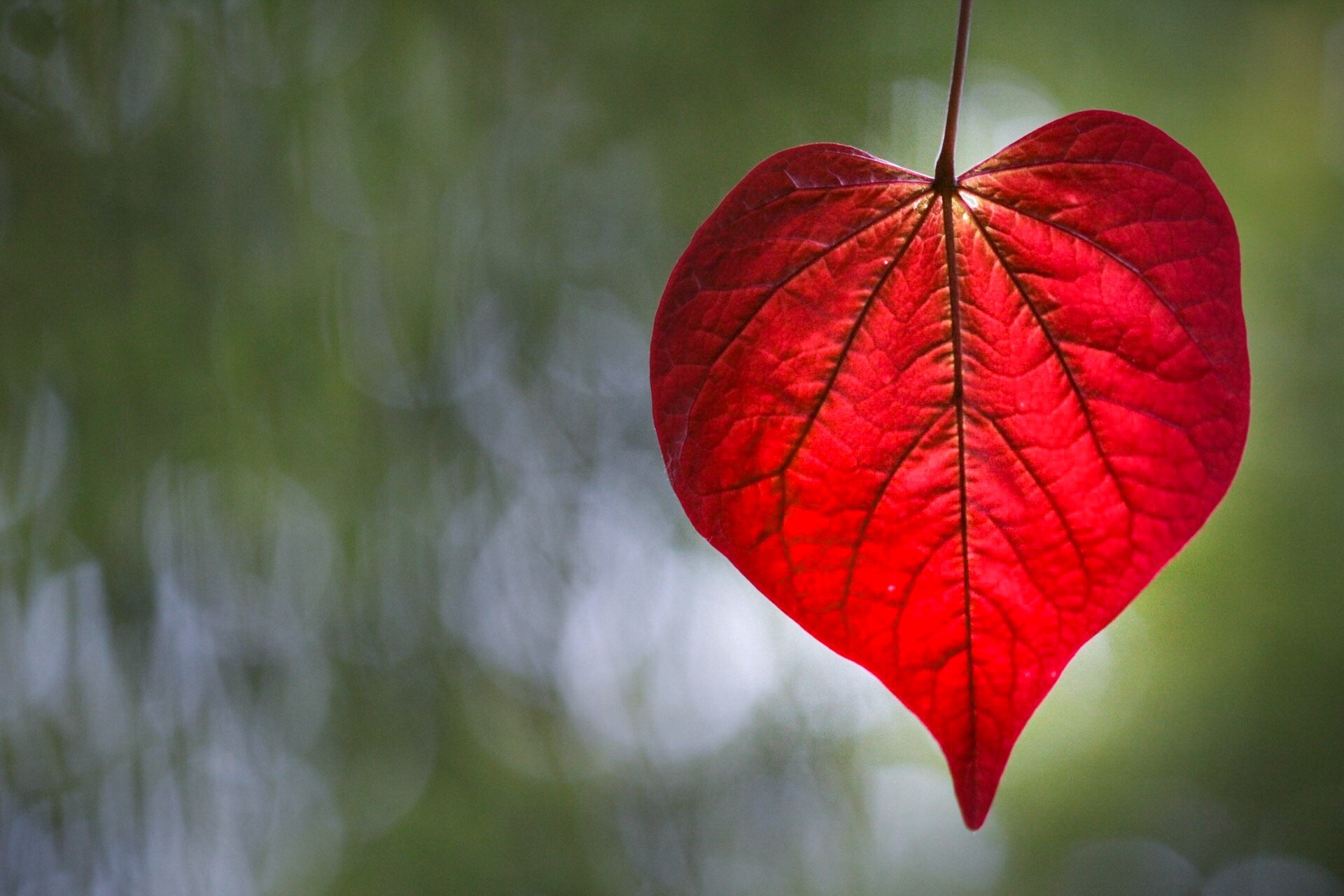 HD PC desktop wallpaper of a single red heart-shaped leaf hanging against a soft green bokeh nature background.