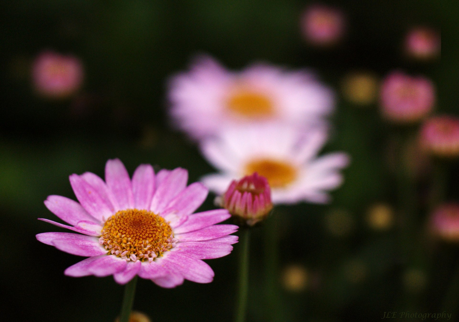 Download Blur Pink Flower Nature Flower Daisy  HD Wallpaper by Jacob Edmiston