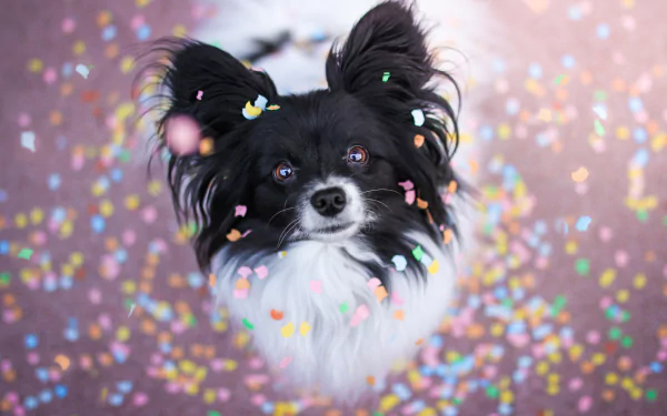 confetti dog Animal chihuahua HD Desktop Wallpaper | Background Image