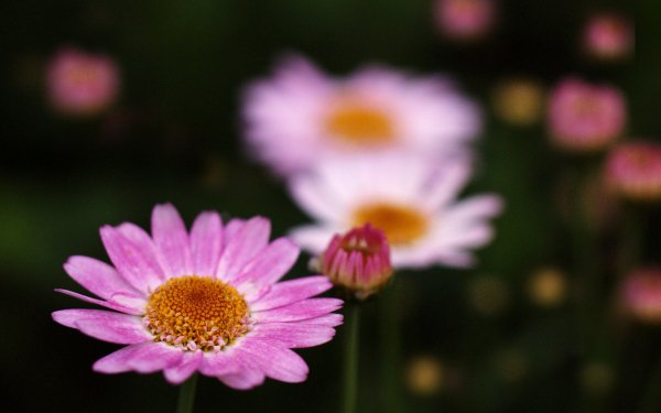 Earth Daisy Flowers Flower Nature Pink Flower Blur HD Wallpaper | Background Image