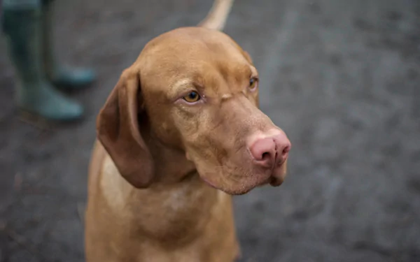  Hungarian Vizsla by Unsplash