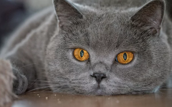 muzzle Animal British Shorthair HD Desktop Wallpaper | Background Image