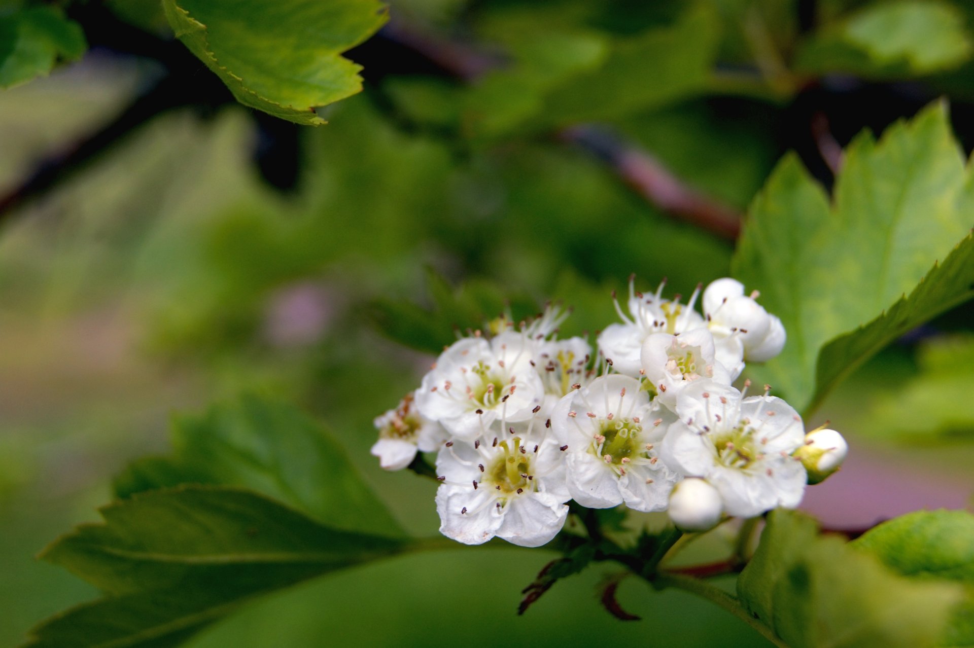 Download Nature Close-up White Flower Flower Cherry Blossom Blossom 4k ...