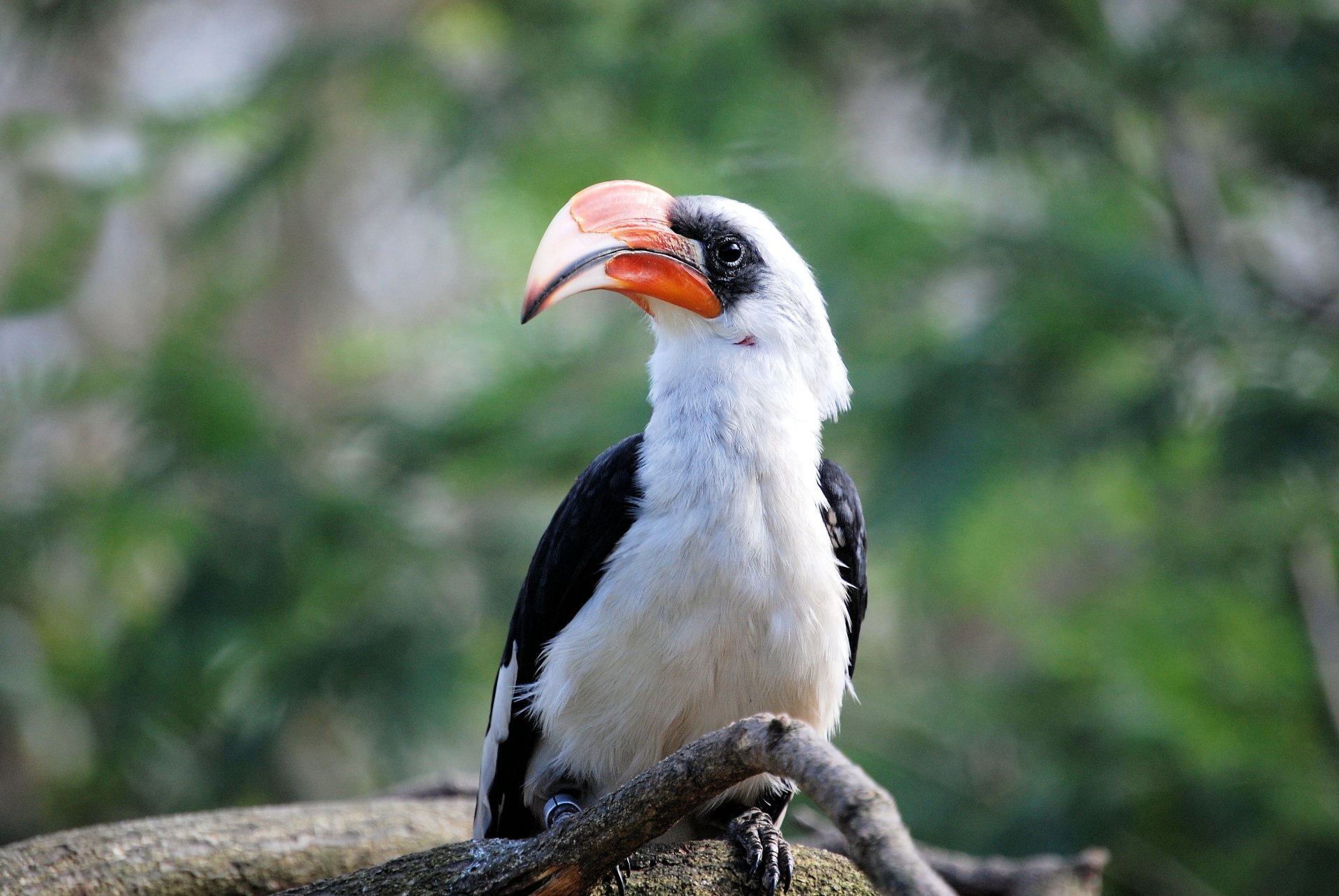 Download Blur Beak Bird Animal Hornbill 4k Ultra HD Wallpaper