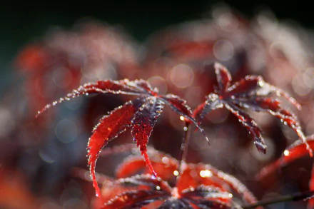 bokeh nature leaf HD Desktop Wallpaper | Background Image