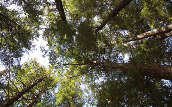 treetops nature tree HD Desktop Wallpaper | Background Image