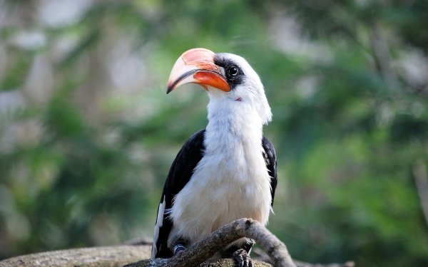 Animal Hornbill Birds Hornbills Bird Beak Blur HD Wallpaper | Background Image