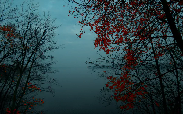 HD desktop wallpaper showing a foggy forest in fall, with bare and red-leaved trees silhouetted against a muted, misty sky.