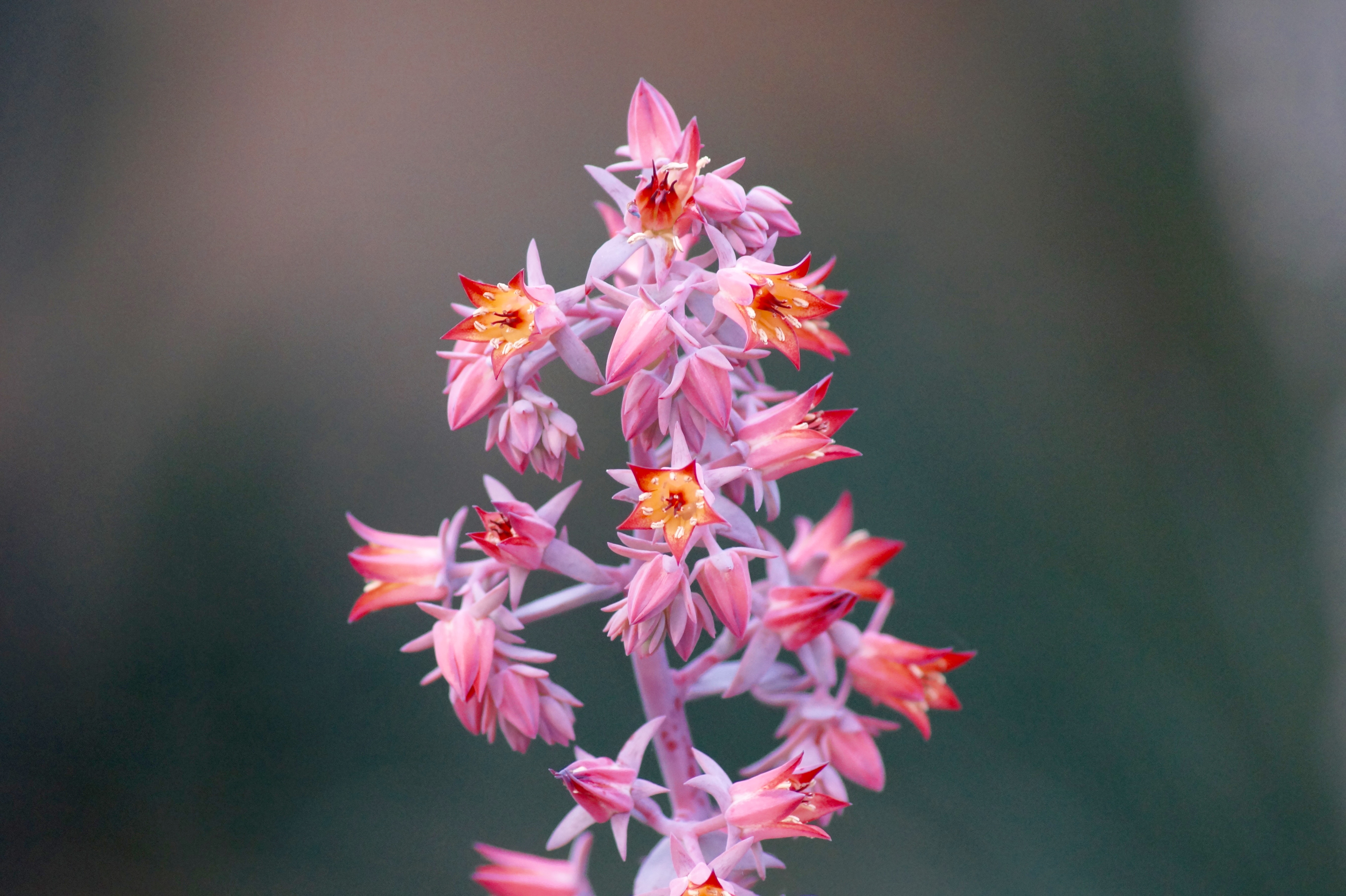 Download Pink Flower Close-up Nature Flower 4k Ultra HD Wallpaper