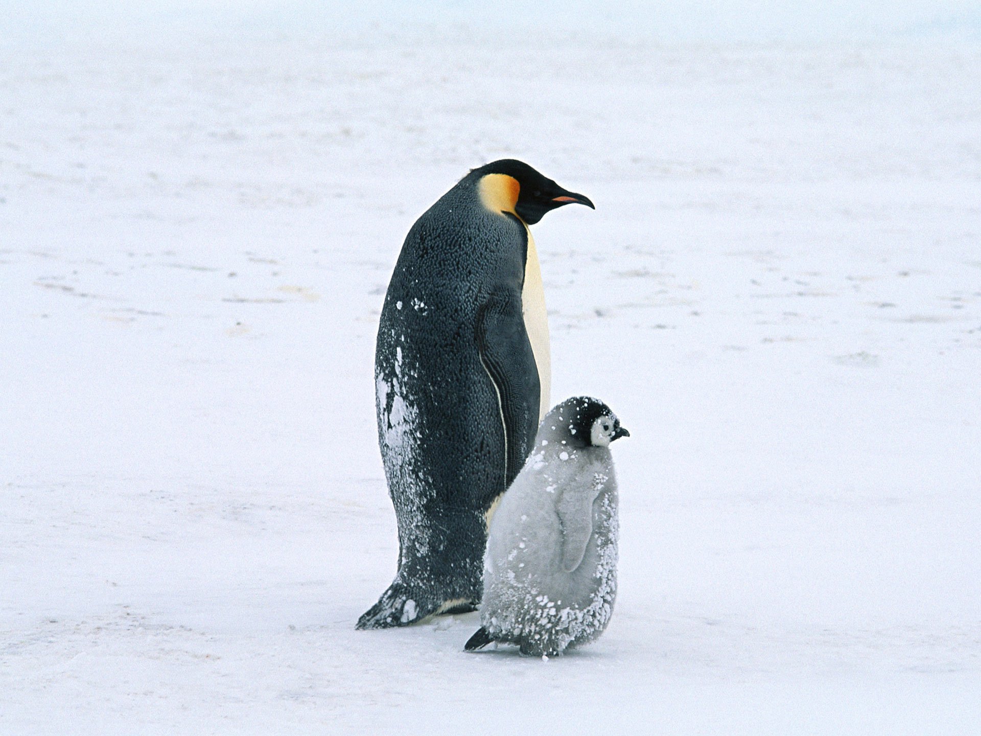 Почему медведи не охотятся на императорских пингвинов. Птенец Императорского пингвина. Императорский Пингвин маленький. Арктический Пингвин. Полярный Пингвин.