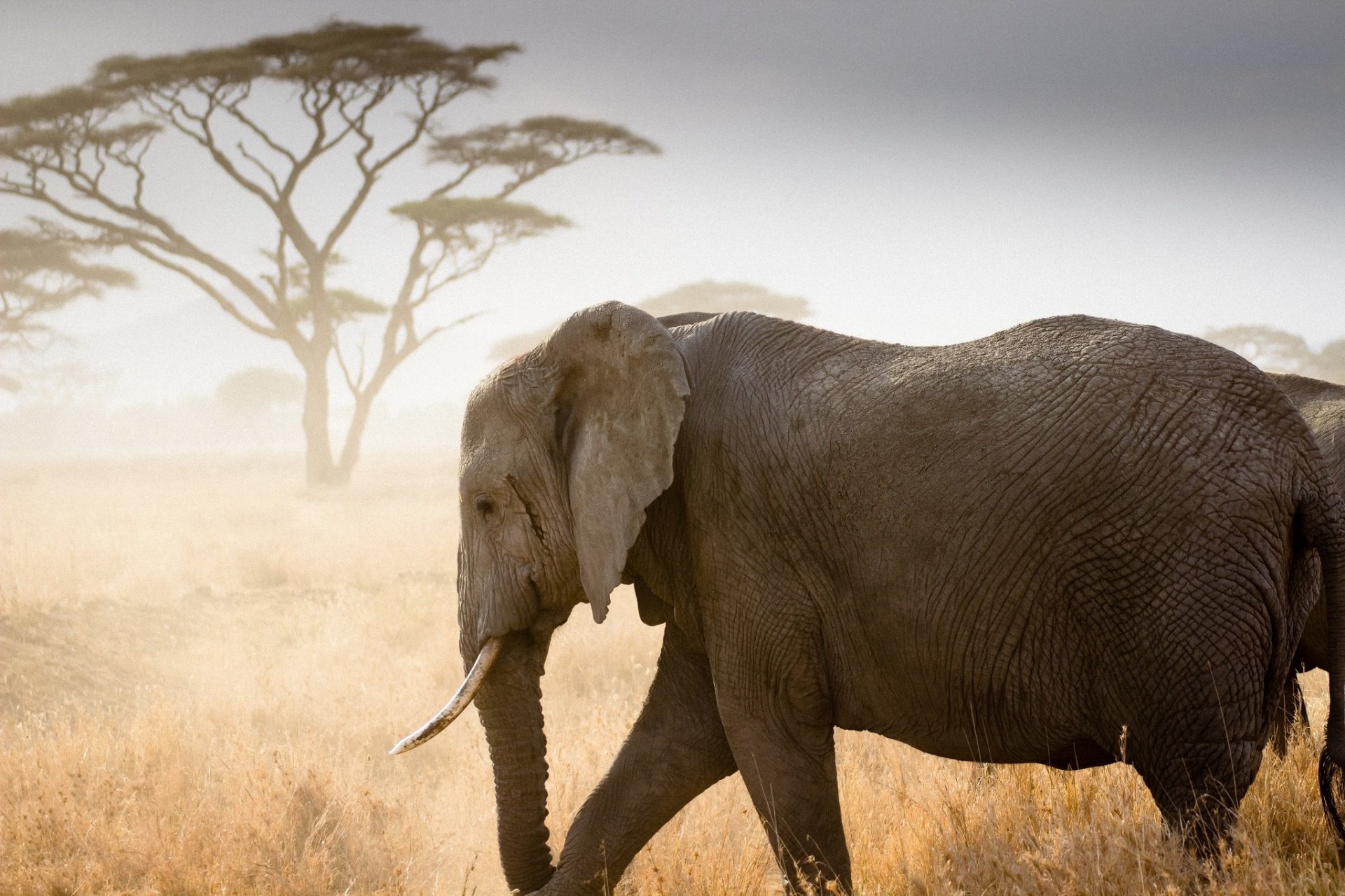 Download Savanna Animal African Bush Elephant HD Wallpaper
