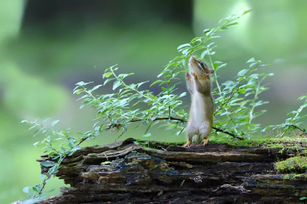 blur rodent Animal chipmunk HD Desktop Wallpaper | Background Image