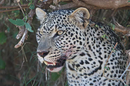muzzle Animal snow leopard HD Desktop Wallpaper | Background Image