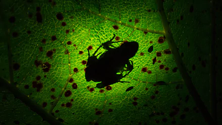 green leaf silhouette Animal frog HD Desktop Wallpaper | Background Image