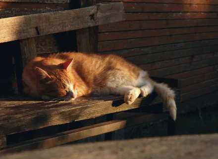 A sleeping orange cat nestled on a wooden surface, basking in warm sunlight, creating a serene atmosphere for this HD desktop wallpaper.