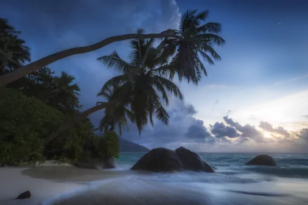 A tranquil beach scene in Seychelles features a horizon framed by palm trees and gentle ocean waves, under a dramatic sky filled with clouds, captured in stunning 8K Ultra HD.