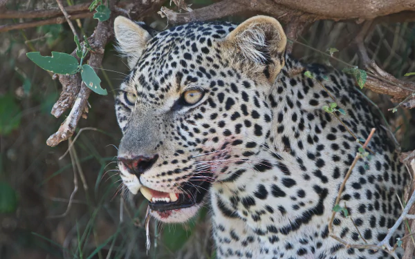 muzzle Animal snow leopard HD Desktop Wallpaper | Background Image